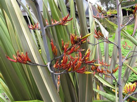 Flax Phormium Tenax New Zealand Flax 20 Fresh Seeds : Amazon.nl