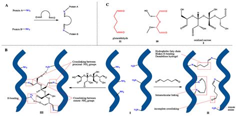 Oxidized Oligosaccharides Stabilize Rehydrated Sea Cucumbers against ...