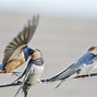 Image result for swifts