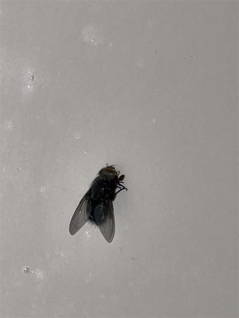 Big black flies on one window in my apartment : r/bugidentification