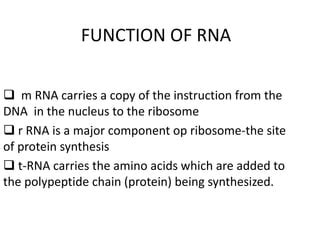 Guide RNA Function 的图像结果