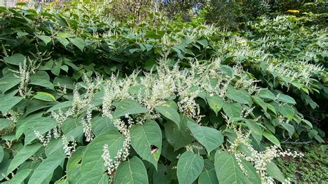 What Plants Look Like Japanese Knotweed And How To Spot Them