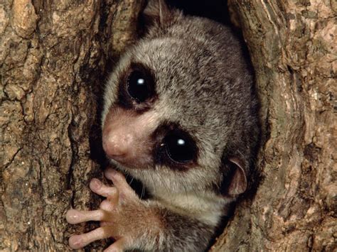 Types Of Lemurs