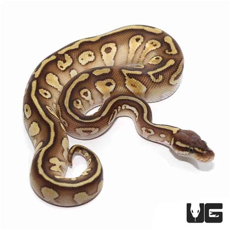 Image result for Lesser Ball Python