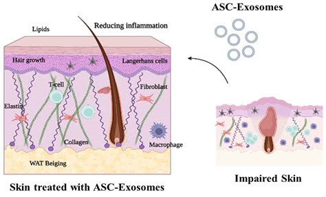 Therapeutic Values of Exosomes in Cosmetics, Skin Care, Tissue ...
