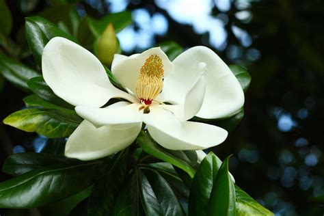 12 Popular Types of Magnolia Trees and Shrubs
