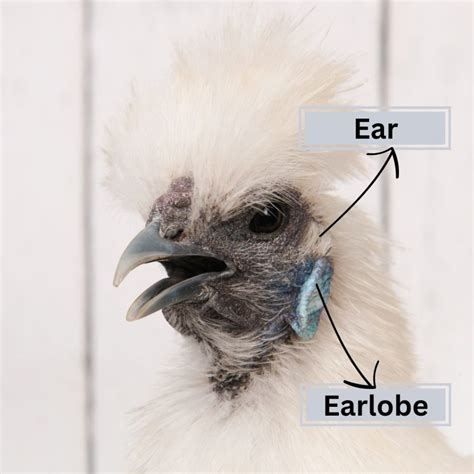 Chicken ear anatomy: Do chickens have ears and earlobes? - The Phat Hen