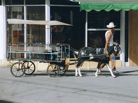 Image result for Loading Goats On Trailer