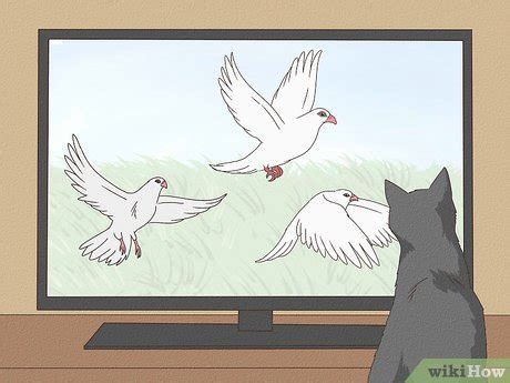 Image result for Cat Intelligence Test