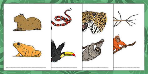Jungle and Rainforest Animals Display Cut-Outs - Twinkl