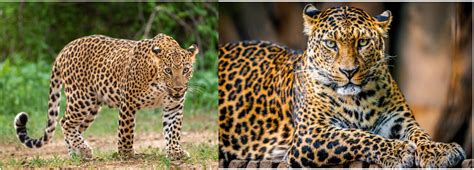 Image result for African Predators vs Predators