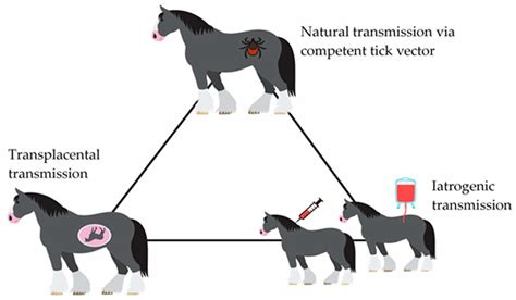 A Review on Equine Piroplasmosis: Epidemiology, Vector Ecology, Risk ...
