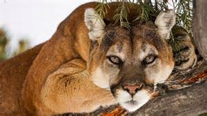 Video may show captive mountain lion loose in Rochester NY, DEC says