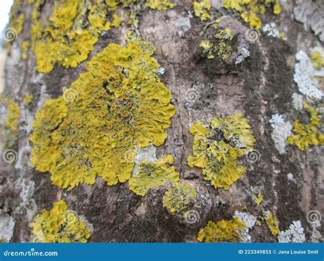 Yellow Fungus Growing on a Tree Stock Image - Image of forest ...