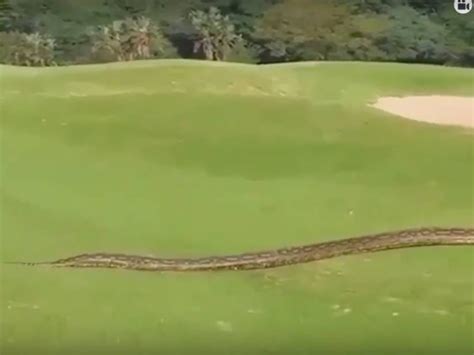 Image result for Africa Python Golf Course