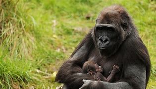 Image result for apes