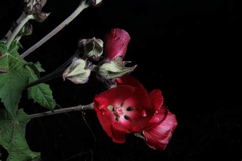 Phymosia umbellata (Cav.) Kearney | Plants of the World Online | Kew ...