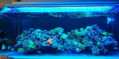 超大型海水缸，欣赏别人的海水缸，看如何给珊瑚进行喂食,家居,园艺,好看视频