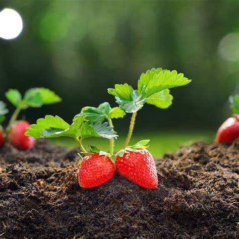 Growing Strawberry Plant Stages