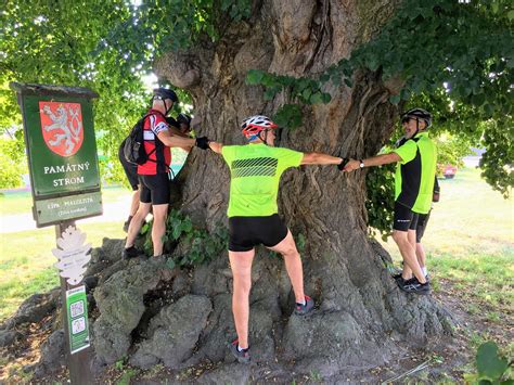 Cycling Tree Logo 的图像结果