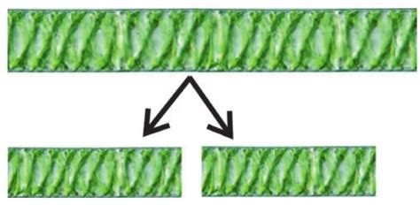 SATHEE: Chapter 08 Reproduction in Plants