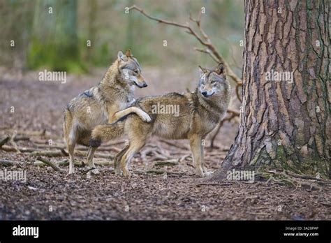 Image result for Wolves Mating Season