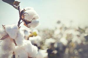 SCHIESSER Long Life Unterwäsche: Hautfreundlich & langlebig | SCHIESSER