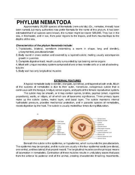 Phylum Nematoda - Comprehensive summary about nematodes. - PHYLUM NEMATODA Approximately 25,000 ...