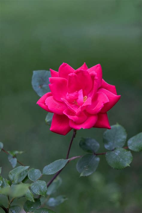 Red Laptop 的图像结果