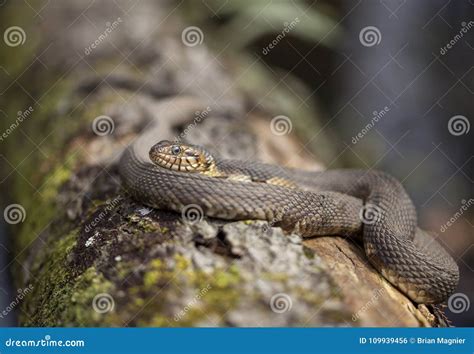 Broad-banded Water Snake stock photo. Image of swamp - 109939456