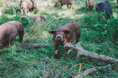 What Is Heritage Pork? All About Heritage Pig Breeds - Seven Sons Farms