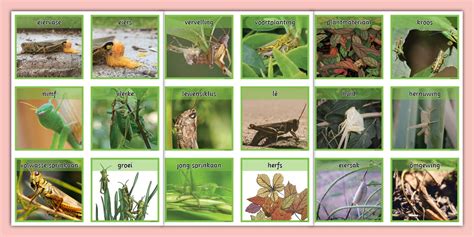 Die Springkaan Lewensiklus Woordkaarte | Twinkl ZA