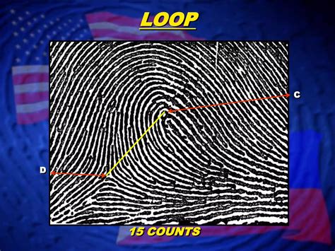 Image result for Loop Fingerprint