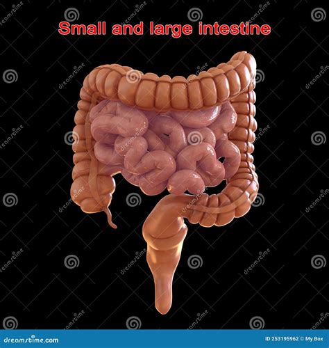 Large and Small Intestine 3D Illustration Human Digestive System Anatomy for Medical Concept ...