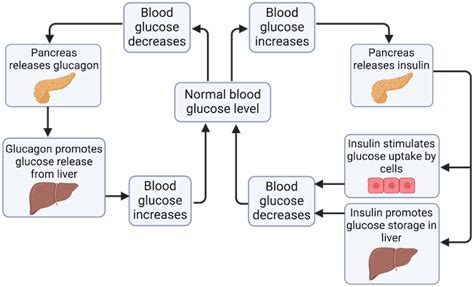 Image result for Negative Feedback Cycle