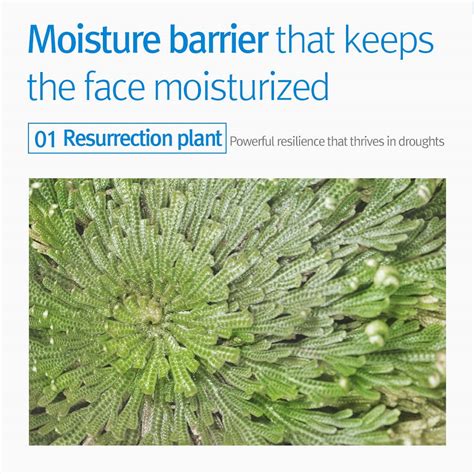 Buy Pyunkang Yul Kids & Baby Wash with Rice Bran, Ceramide, Cica ...