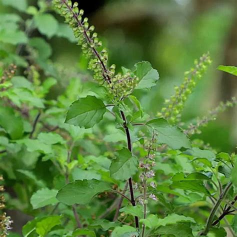 GREEN MAGICIAN Tulsi Plant Holy Basil | Herbal Real Ayurvedic Rama ...