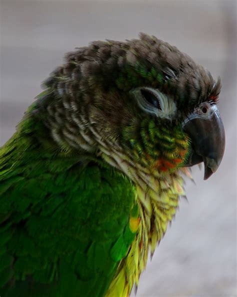 All about Green Cheek Conure - Parrot World