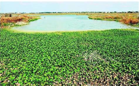சுற்றுலா தலமாகும் மதுரை வண்டியூர் கண்மாய்: குழந்தைகளை ஈர்க்க படகு ...