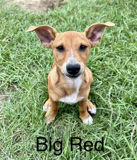 Image result for Red White Fetch