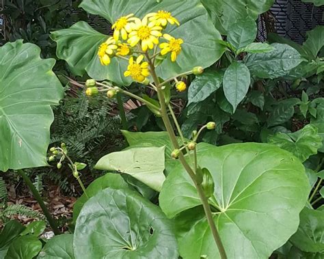 Giant Leopard Plant: The Unexpected Beauty Your Garden Needs - Complete ...