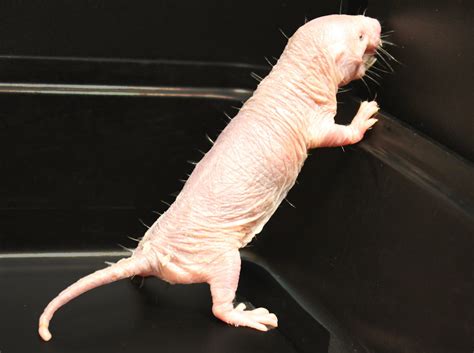 Mole Rats Memes Rufus The Naked Mole Rat | Youtubescratch Wiki