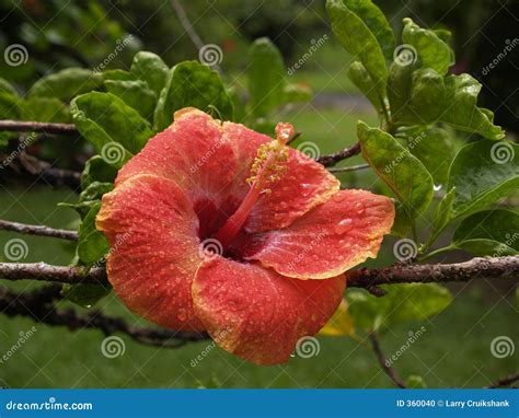 Hawaii State Flower stock photo. Image of hawaii, flora - 360040