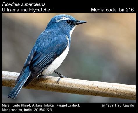 superciliaris | Birds
