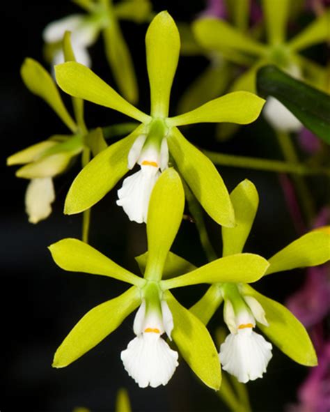 Exotic Orchid Species Encyclia Tampensis Without Flower - Divine ...