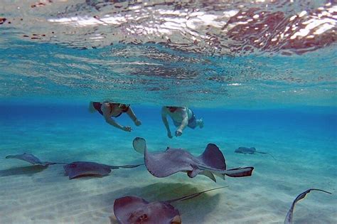 STINGRAY CITY - All You Need to Know BEFORE You Go 2026 (with Photos ...