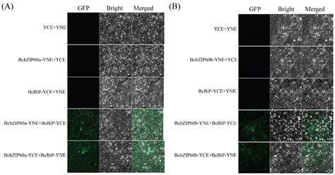 In-Depth Characterization of bZIP Genes in the Context of Endoplasmic ...