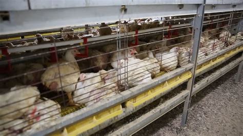 India Should Lead the Way in Cage – free Poultry Farming