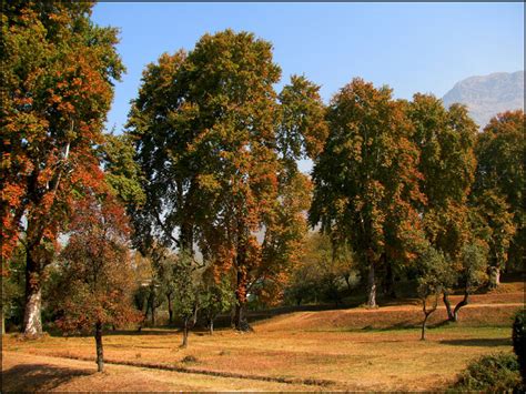 Chinar Leaf | 100+ Kashmiri Chinar Leaf Images | Chinar Tree Leaves ...