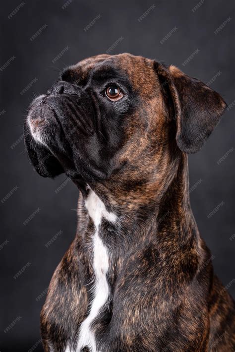 Boxer Portrait 的图像结果